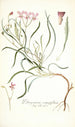Pelargonium coronopifolium - Nikolaus Joseph Freiherr von Jacquin — vista de la obra