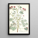 Pelargonium cortusaefolium - Nikolaus Joseph Freiherr von Jacquin — cuadro enmarcado en la pared