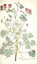Pelargonium cortusaefolium - Nikolaus Joseph Freiherr von Jacquin — vista de la obra