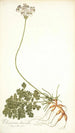 Pelargonium daucoides - Nikolaus Joseph Freiherr von Jacquin — vista de la obra