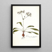 Pelargonium depressum - Nikolaus Joseph Freiherr von Jacquin — cuadro enmarcado en la pared