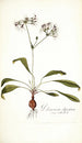 Pelargonium depressum - Nikolaus Joseph Freiherr von Jacquin — vista de la obra