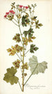 Pelargonium fuscatum - Nikolaus Joseph Freiherr von Jacquin — vista de la obra