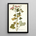 Pelargonium fuscatum - Nikolaus Joseph Freiherr von Jacquin — cuadro enmarcado en la pared