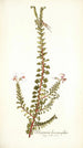 Pelargonium hermanniaefolium - Nikolaus Joseph Freiherr von Jacquin — vista de la obra