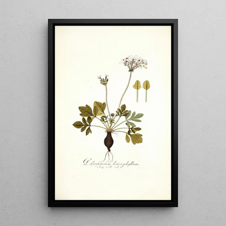 Nikolaus Joseph Freiherr von Jacquin - Pelargonium heterophyllum.webp