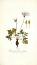 Pelargonium heterophyllum - Nikolaus Joseph Freiherr von Jacquin — vista de la obra