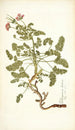 Pelargonium hirtum - Nikolaus Joseph Freiherr von Jacquin — vista de la obra