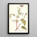 Pelargonium lacerum - Nikolaus Joseph Freiherr von Jacquin — cuadro enmarcado en la pared