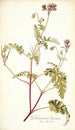 Pelargonium lacerum - Nikolaus Joseph Freiherr von Jacquin — vista de la obra