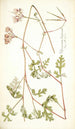 Pelargonium longicaule - Nikolaus Joseph Freiherr von Jacquin — vista de la obra