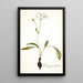 Pelargonium longiflorum - Nikolaus Joseph Freiherr von Jacquin — framed artwork on a wall