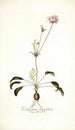 Pelargonium longifolium - Nikolaus Joseph Freiherr von Jacquin — vista de la obra