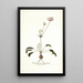 Pelargonium longifolium - Nikolaus Joseph Freiherr von Jacquin — cuadro enmarcado en la pared