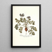 Pelargonium melananthon - Nikolaus Joseph Freiherr von Jacquin — cuadro enmarcado en la pared