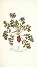Pelargonium melananthon - Nikolaus Joseph Freiherr von Jacquin — vista de la obra