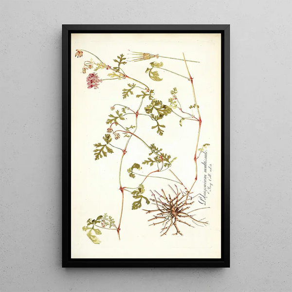 Nikolaus Joseph Freiherr von Jacquin - Pelargonium multicaule.webp