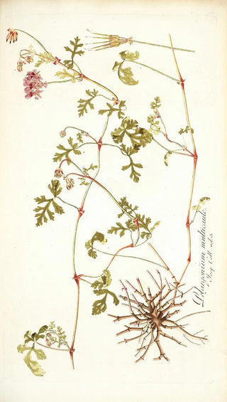 Nikolaus Joseph Freiherr von Jacquin - Pelargonium multicaule.webp