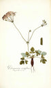 Pelargonium nervifolium - Nikolaus Joseph Freiherr von Jacquin — vista de la obra