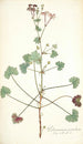 Pelargonium patulum - Nikolaus Joseph Freiherr von Jacquin — vista de la obra