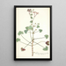 Pelargonium patulum - Nikolaus Joseph Freiherr von Jacquin — cuadro enmarcado en la pared