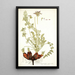 Pelargonium rapaceum - Nikolaus Joseph Freiherr von Jacquin — cuadro enmarcado en la pared