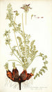 Pelargonium rapaceum - Nikolaus Joseph Freiherr von Jacquin — vista de la obra