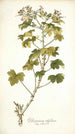 Pelargonium ribifolium - Nikolaus Joseph Freiherr von Jacquin — vista de la obra