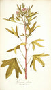 Pelargonium scabrum - Nikolaus Joseph Freiherr von Jacquin — vista de la obra