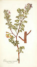 Pelargonium ternatum - Nikolaus Joseph Freiherr von Jacquin — vista de la obra