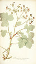 Pelargonium tomentosum - Nikolaus Joseph Freiherr von Jacquin — vista de la obra
