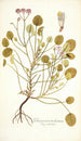 Pelargonium trichostemon - Nikolaus Joseph Freiherr von Jacquin — vista de la obra