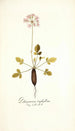 Pelargonium triphyllum - Nikolaus Joseph Freiherr von Jacquin — vista de la obra