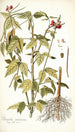 Phaseolus semierectus - Nikolaus Joseph Freiherr von Jacquin — artwork view