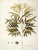 Phyllanthus speciosa - Nikolaus Joseph Freiherr von Jacquin — vista de la obra