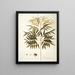 Phyllanthus speciosa - Nikolaus Joseph Freiherr von Jacquin — cuadro enmarcado en la pared