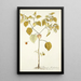 Physalis barbadensis - Nikolaus Joseph Freiherr von Jacquin — cuadro enmarcado en la pared
