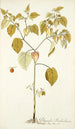 Physalis barbadensis - Nikolaus Joseph Freiherr von Jacquin — vista de la obra