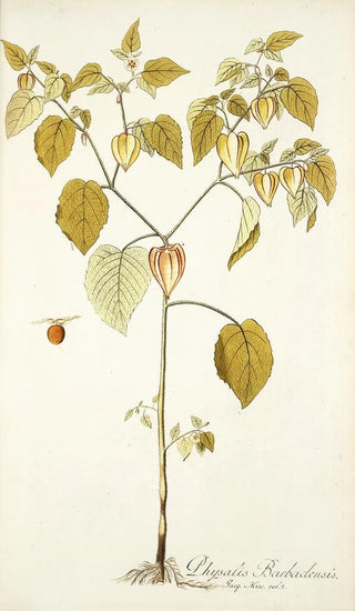 Nikolaus Joseph Freiherr von Jacquin - Physalis barbadensis.webp