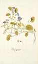 Physalis prostrata - Nikolaus Joseph Freiherr von Jacquin — vista de la obra