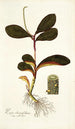 Piper clusiaefolium - Nikolaus Joseph Freiherr von Jacquin — vista de la obra