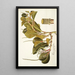 Piper magnoliaefolium - Nikolaus Joseph Freiherr von Jacquin — framed artwork on a wall