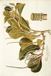 Piper magnoliaefolium - Nikolaus Joseph Freiherr von Jacquin — artwork view