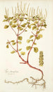Piper obtusifolium - Nikolaus Joseph Freiherr von Jacquin — artwork view