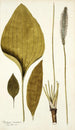 Plantago maxima - Nikolaus Joseph Freiherr von Jacquin — vista de la obra