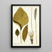 Plantago maxima - Nikolaus Joseph Freiherr von Jacquin — cuadro enmarcado en la pared