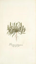 Plantago patagonica - Nikolaus Joseph Freiherr von Jacquin — vista de la obra