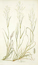 Poa abyssinica - Nikolaus Joseph Freiherr von Jacquin — vista de la obra