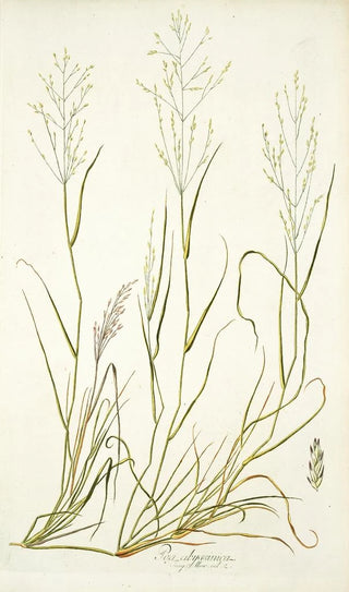 Nikolaus Joseph Freiherr von Jacquin - Poa abyssinica.webp