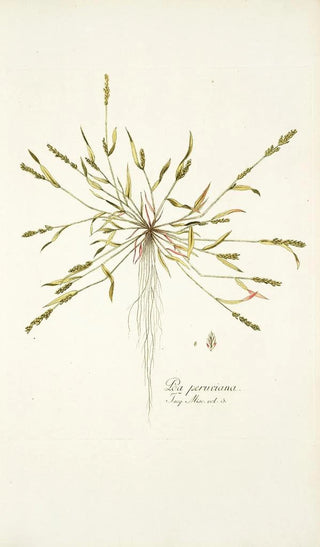 Nikolaus Joseph Freiherr von Jacquin - Poa peruviana.webp